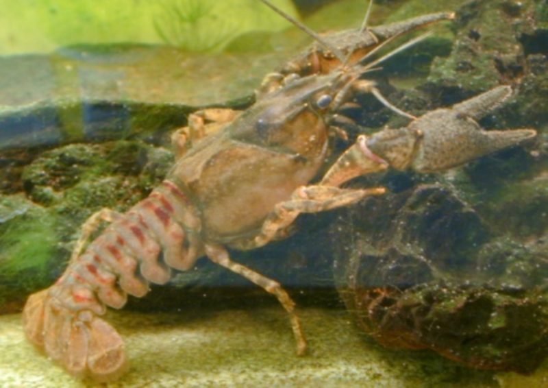 
Amerikas svītrainais vēzis (Orconectes limosus). 
