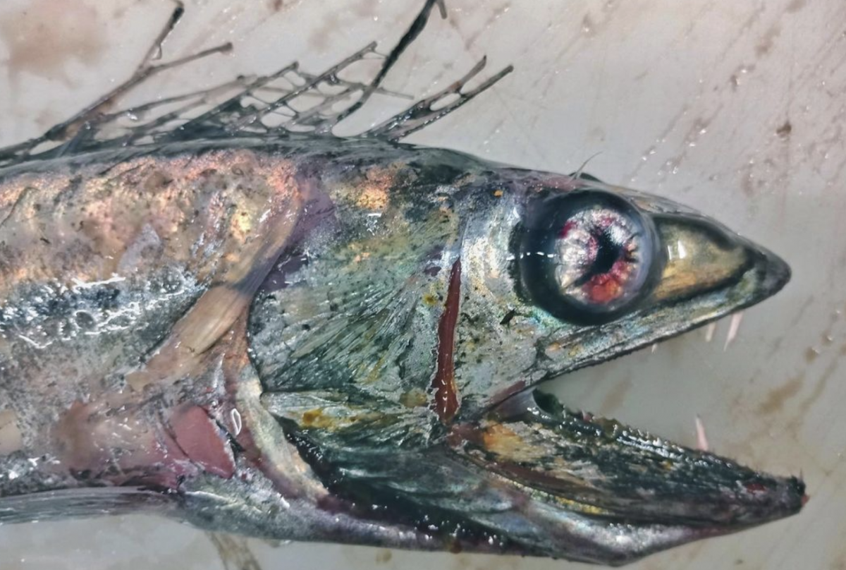 
Jūras dzīļu zivs &#8211; Alepisaurus ferox. 
