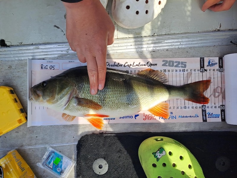 
Sacensībās mēra zivis apaļo uz augšu &#8211; piemēram, 47,2 cm apaļo uz 48 cm. 
