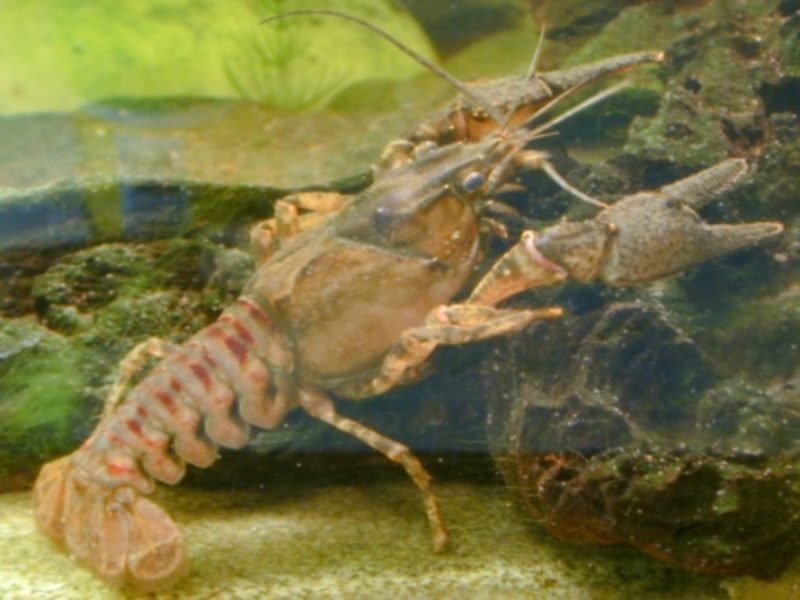 
Amerikas svītrainais vēzis (Orconectes limosus). 

