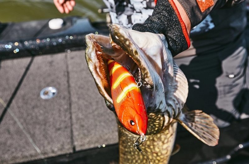 
Liels plēsējs, liels māneklis. Pie šīs formulas noteikti der pieturēties.
