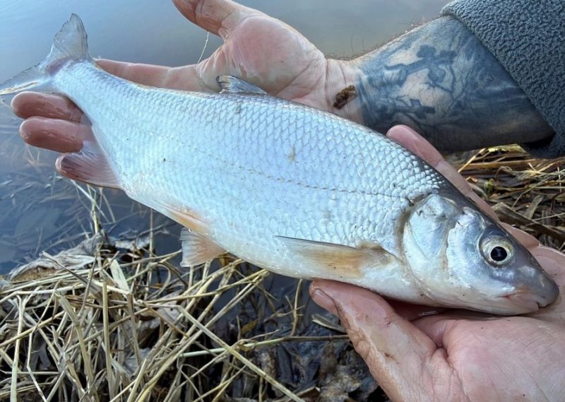 
Abavas sudrabotā vimba
